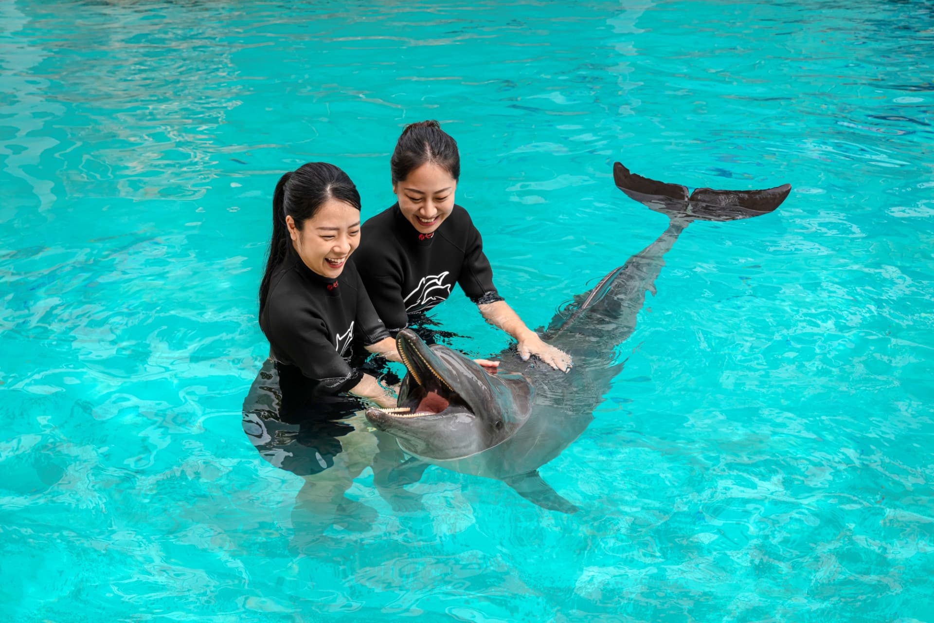 Dolphin Experiences at Marine Mammal Habitat Sentosa - تصویر 2