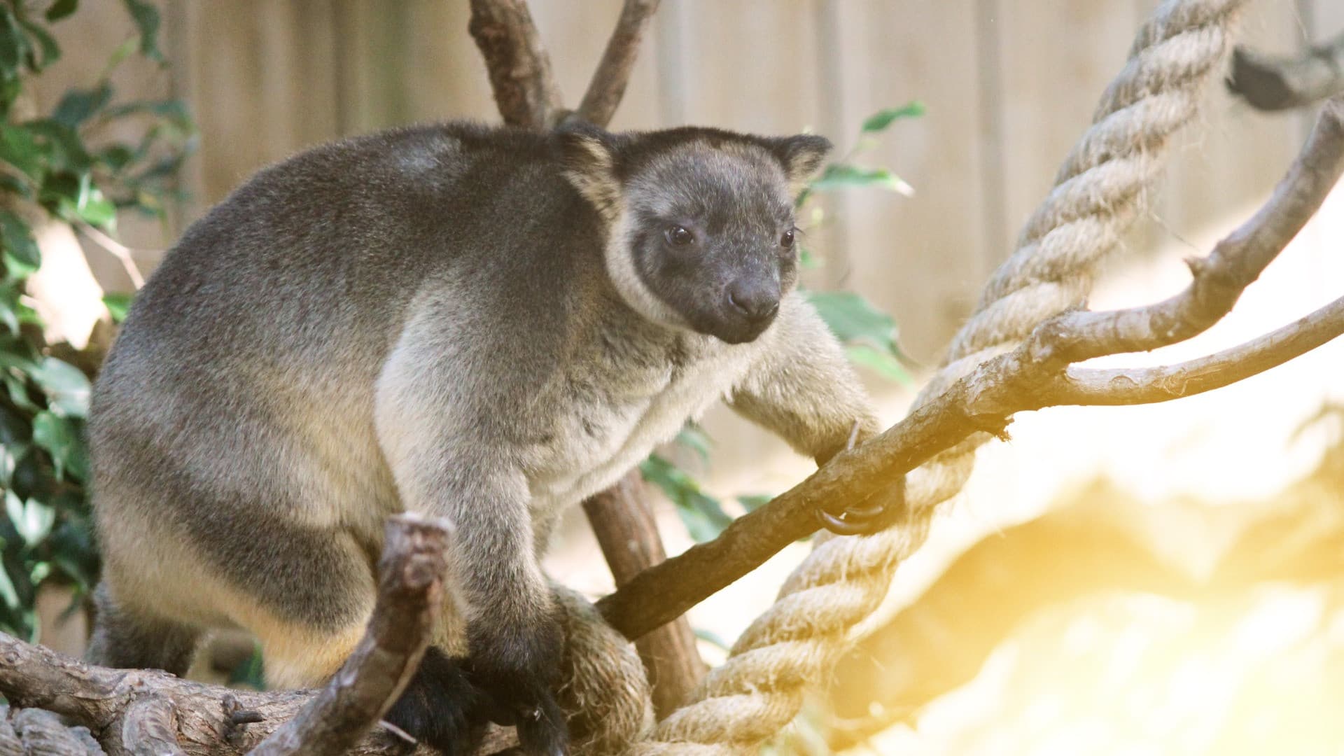 Dreamworld Gold Coast Ticket - تصویر 4