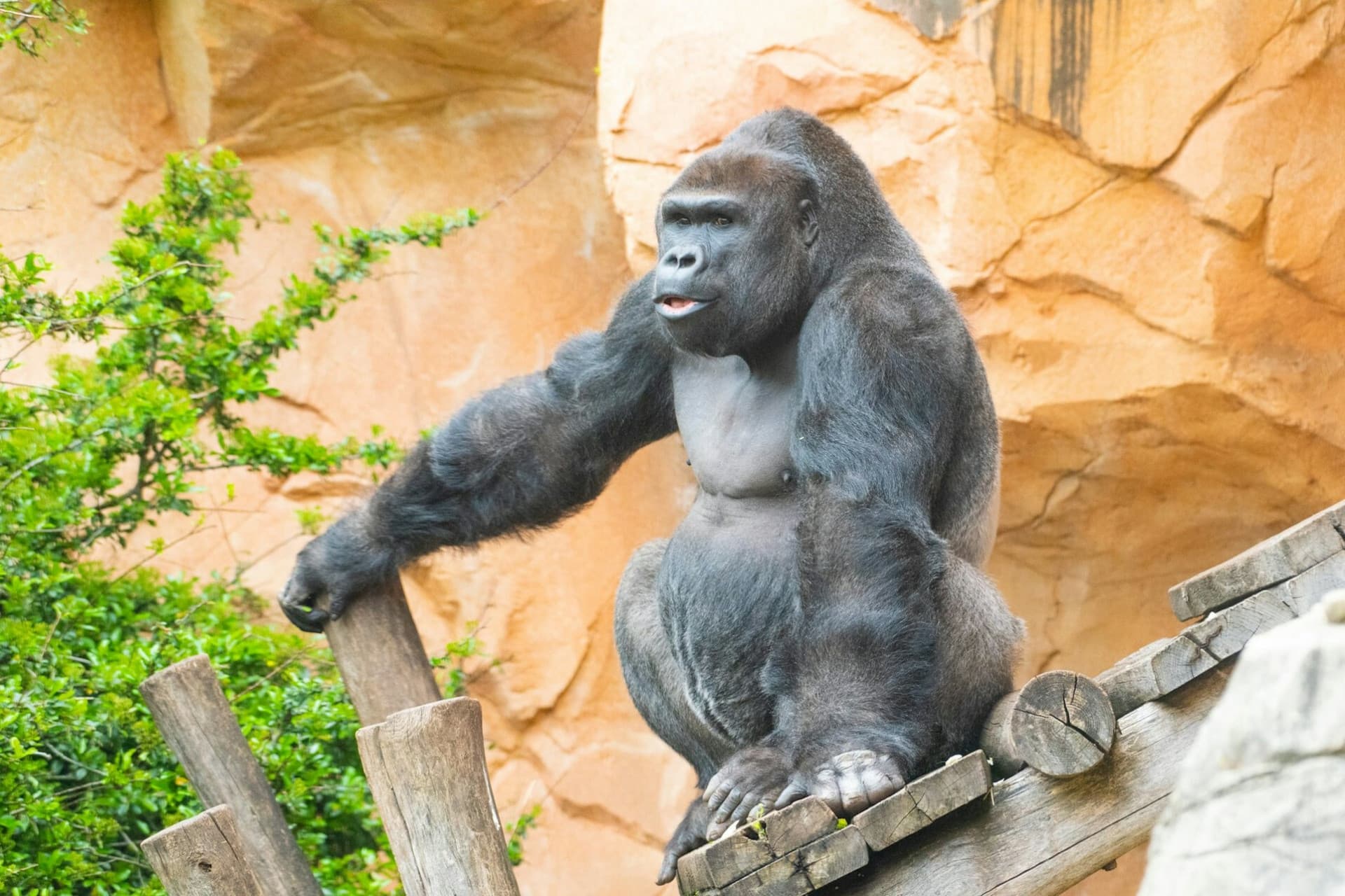 Amnéville Zoo Fast Track Ticket - تصویر 3