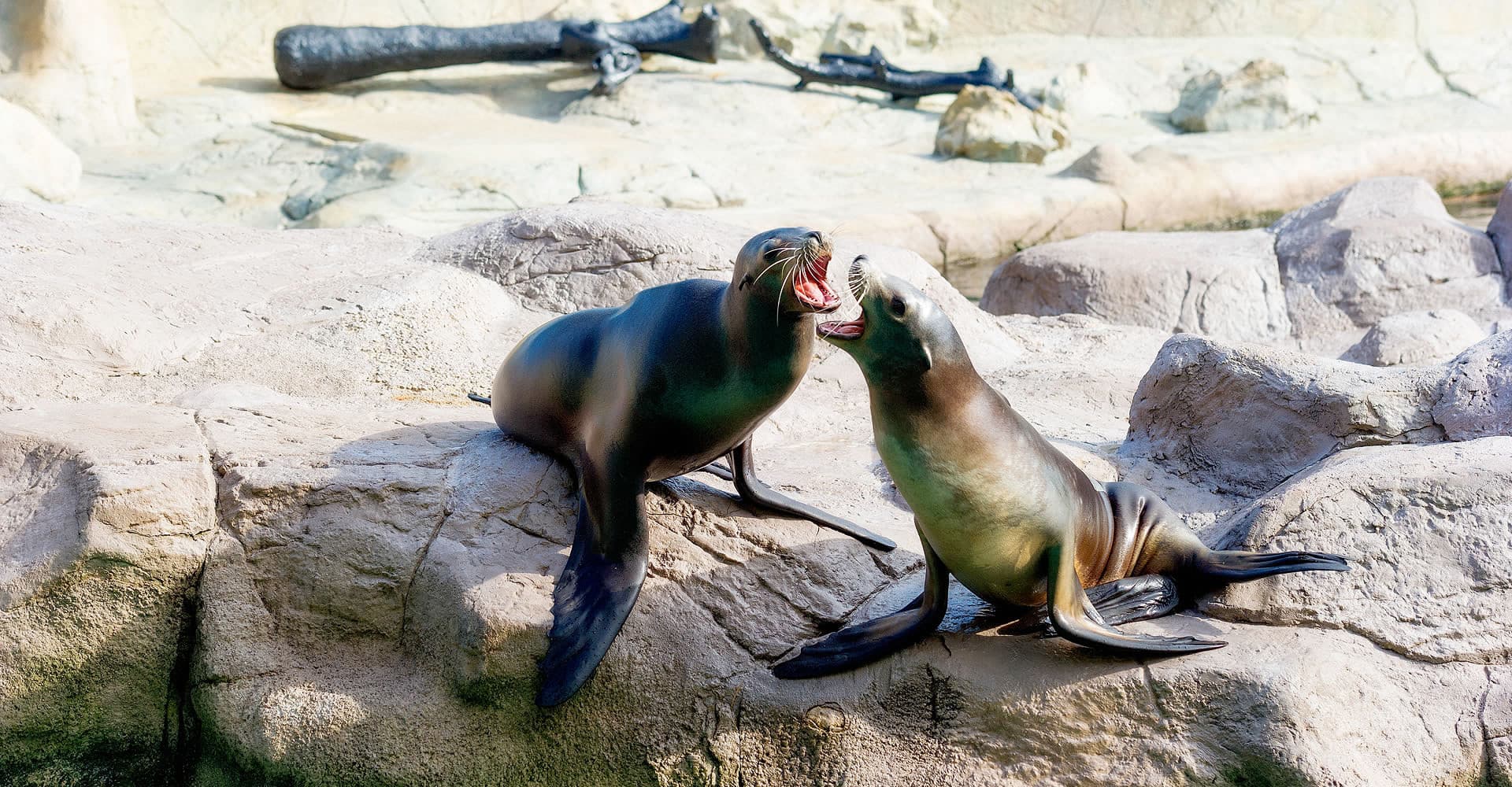 Ocean Park Hong Kong Ticket - تصویر 13