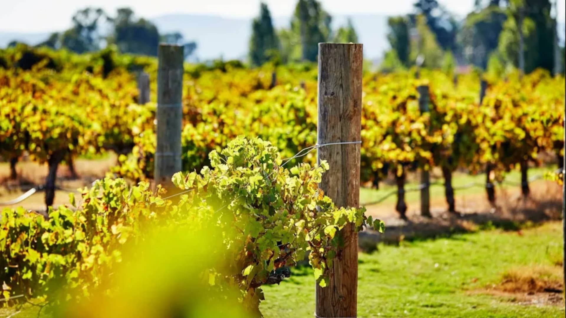 Captain Cook Cruises - Swan Valley Wine Cruise - تصویر 5