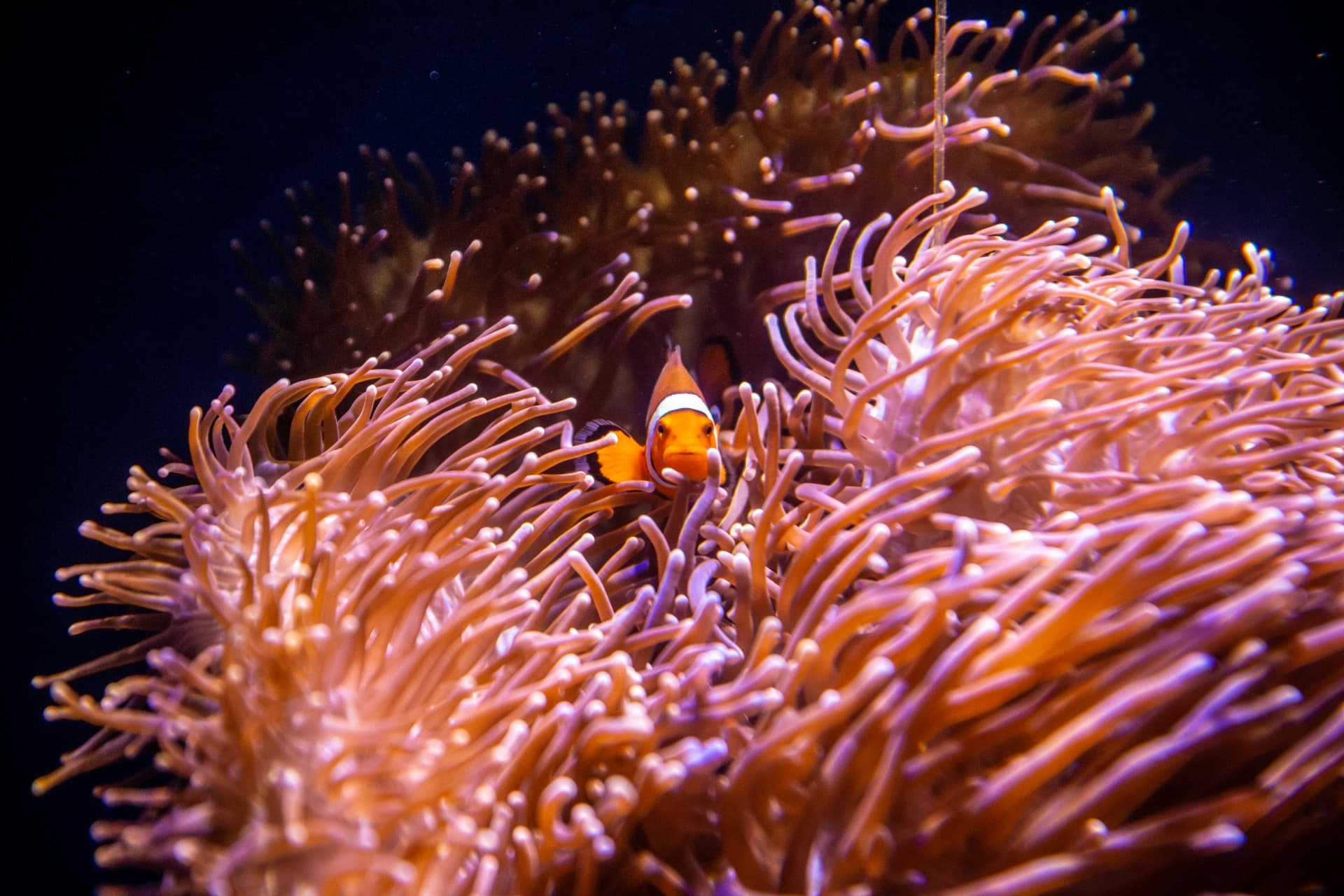 SEA LIFE Sydney Aquarium Direct Entry Ticket - تصویر 6