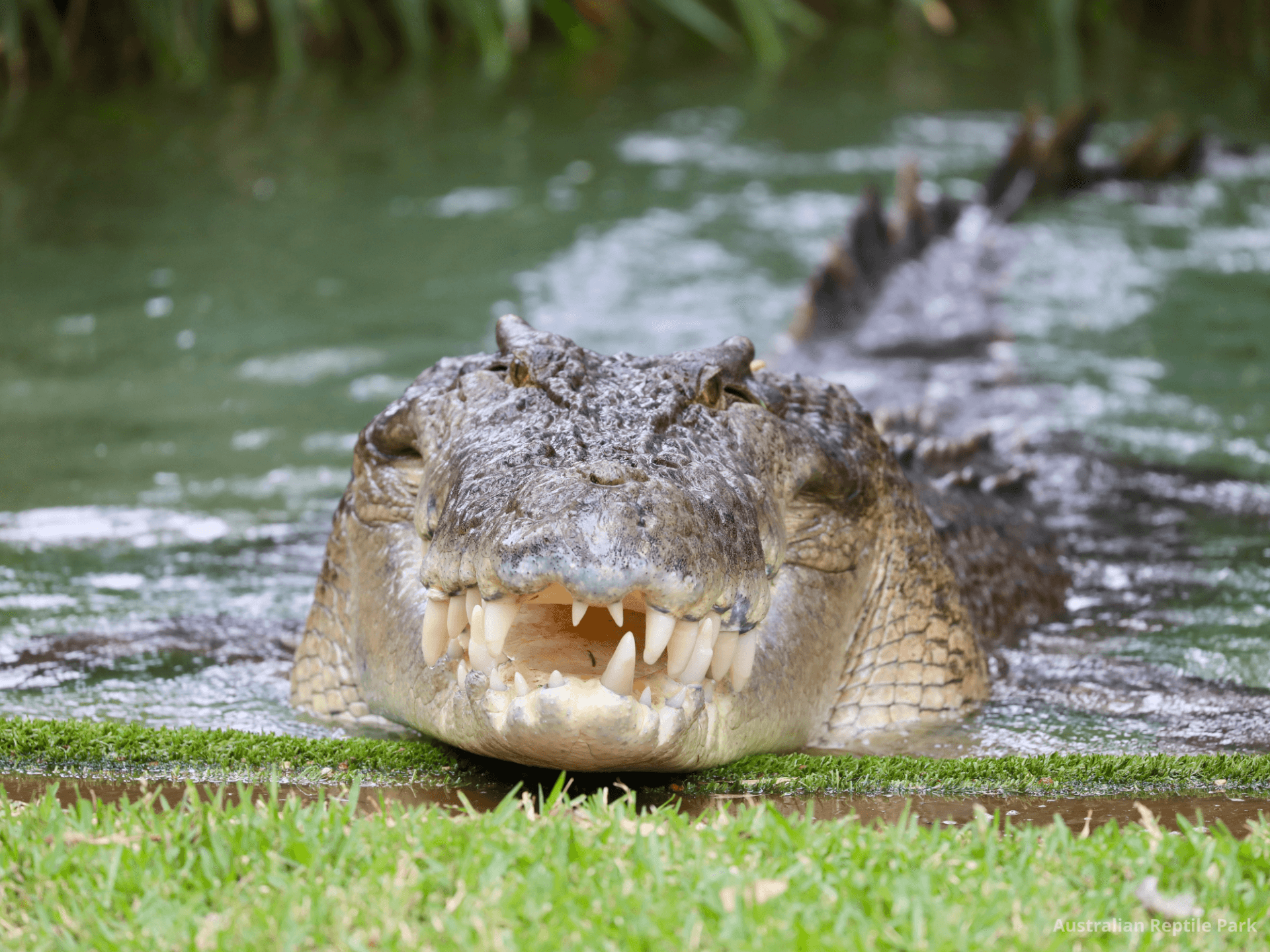 Australian Reptile Park - تصویر 8