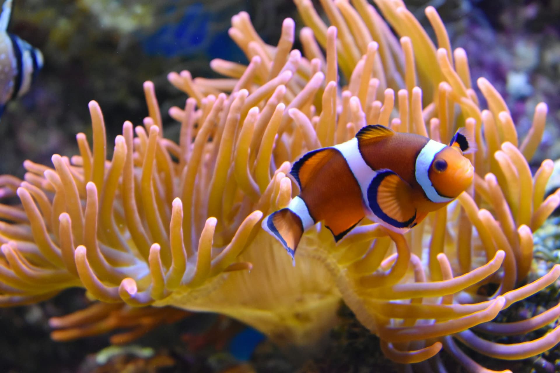 Nausicaa: Skip The Line Ticket - تصویر 2