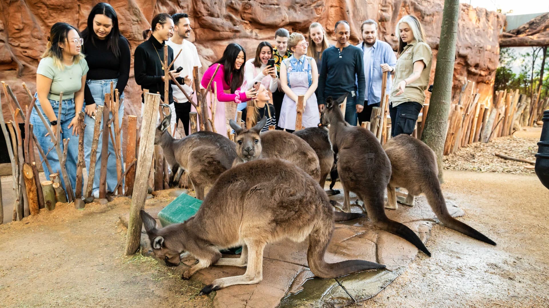 Breakfast with the Koalas at WILD LIFE SYDNEY - تصویر 6