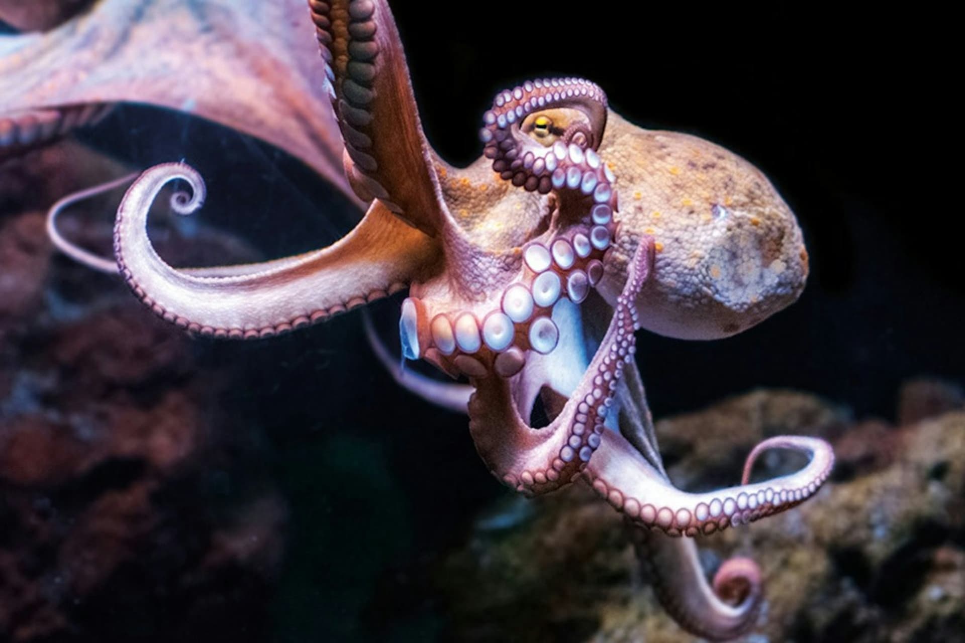 Palma Aquarium: Skip The Line Ticket + Optional 3D Cinema Aquadome - تصویر 14