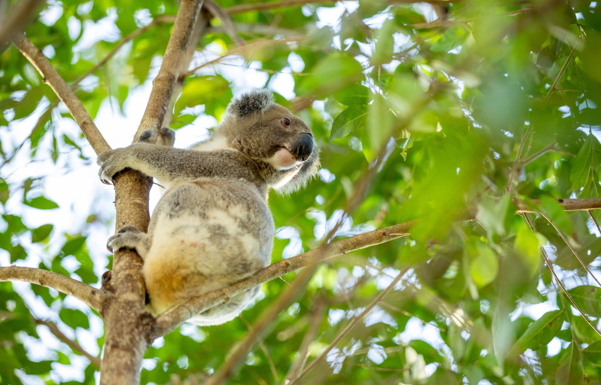 Gold Coast Full-Day Tour From Brisbane - تصویر 9
