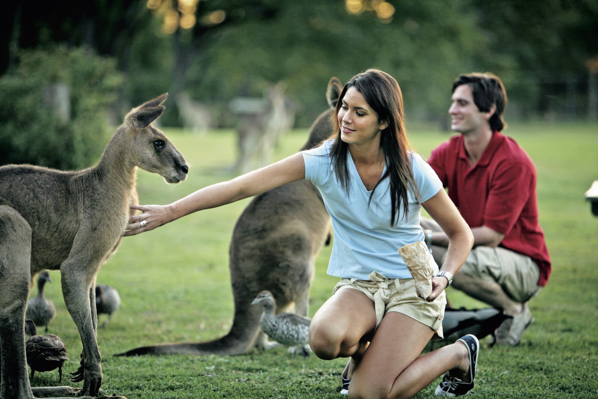Currumbin Wildlife Sanctuary Gold Coast Ticket - تصویر 5