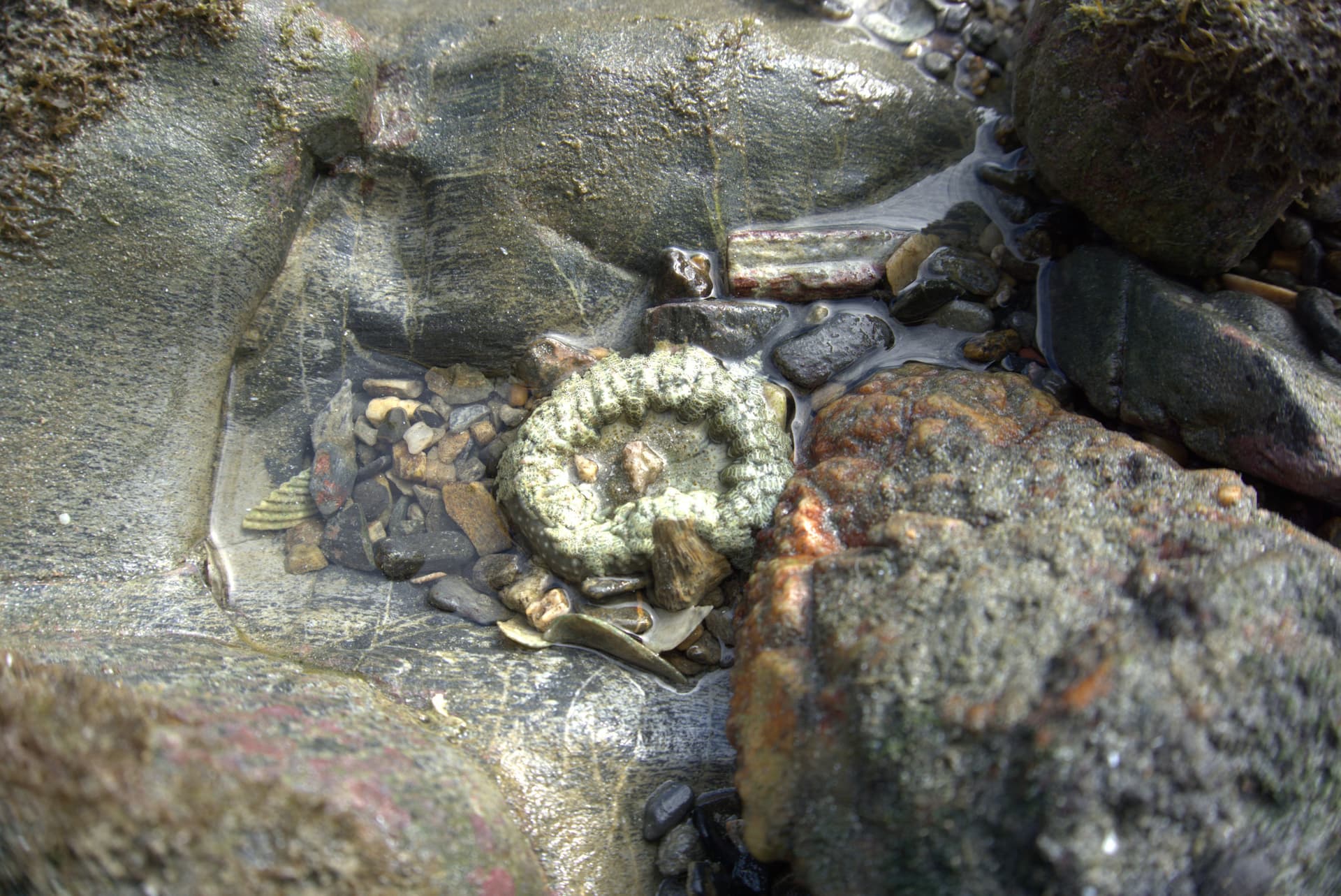 Desaru Beach and Tide Pool Walk - تصویر 34