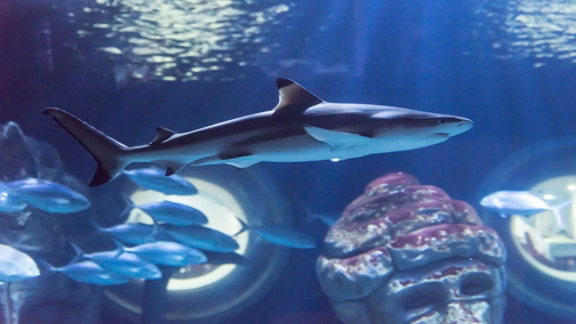 Seaquarium Le Grau-du-Roi Ticket - تصویر 3