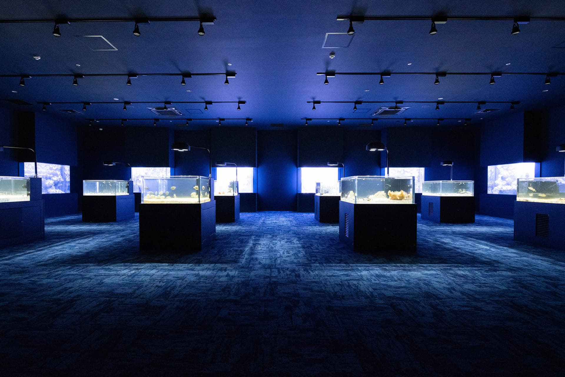 Okinawa DMM Kariyushi Aquarium - تصویر 5