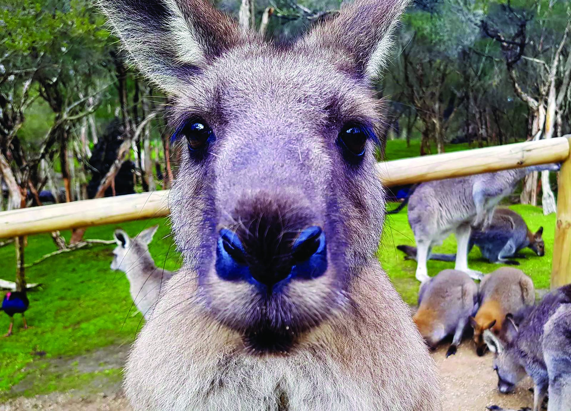 Moonlit Sanctuary Wildlife Conservation Park Ticket - تصویر 9