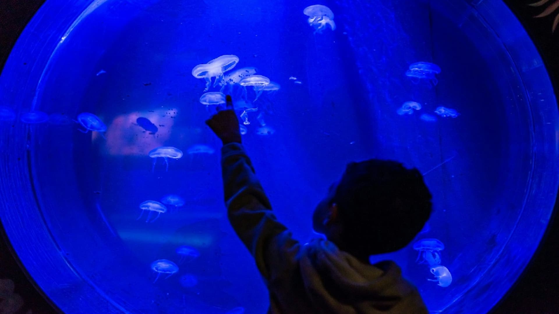 Seaquarium Le Grau-du-Roi Ticket - تصویر 4