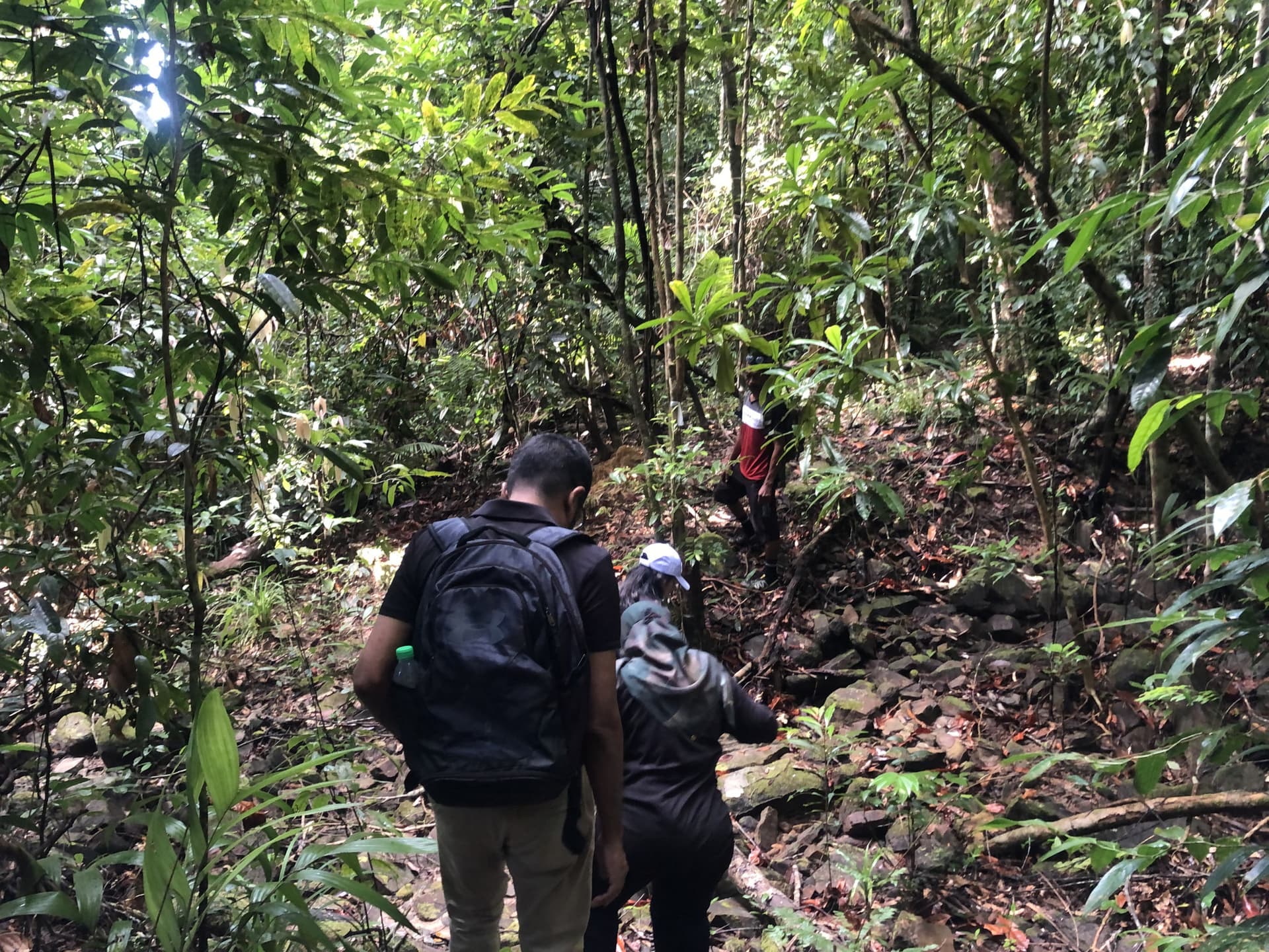 Langkawi Morning Rainforest Walking Tour - تصویر 4
