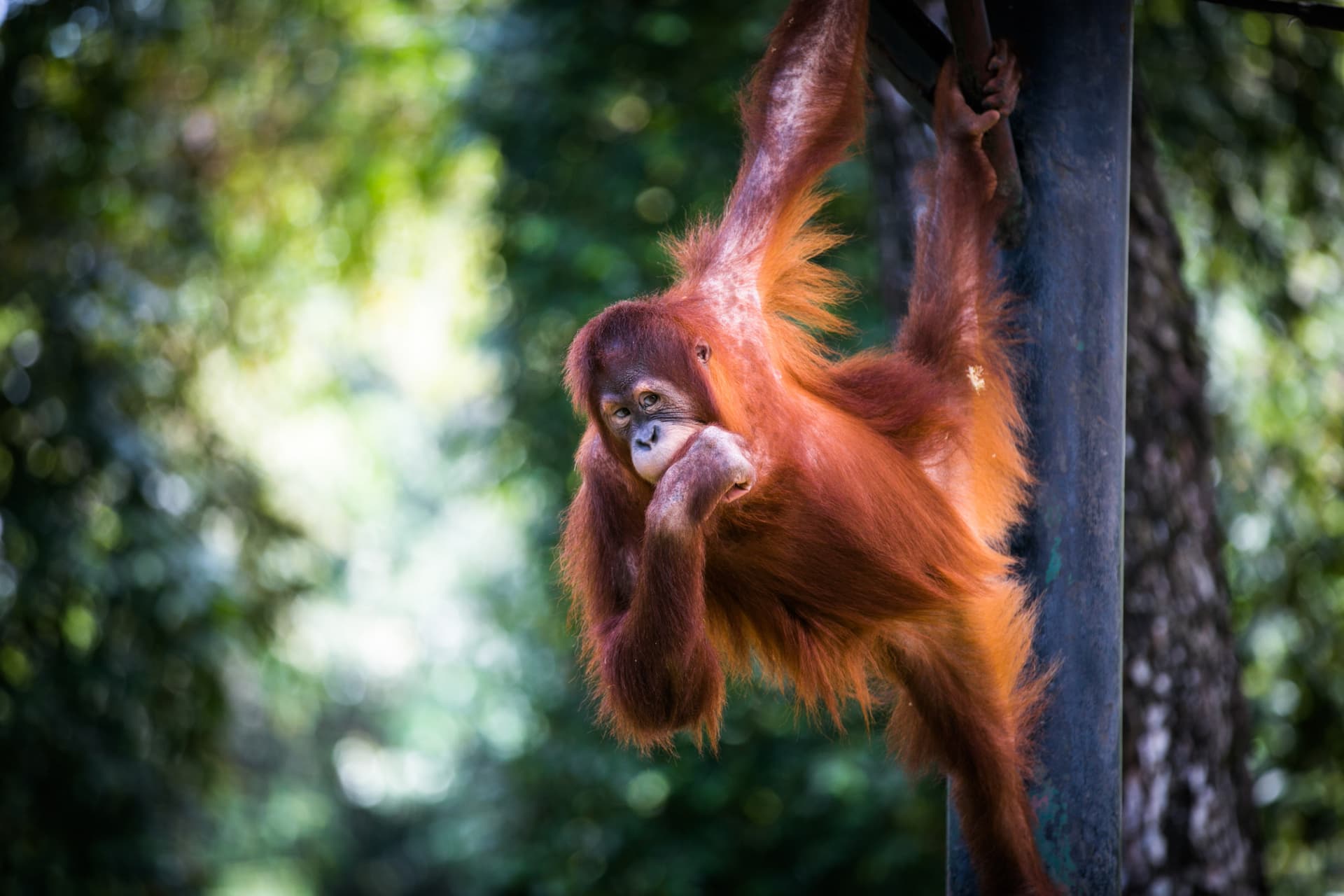 Zoo Negara Malaysia & Panda Conservation Centre Ticket - تصویر 12