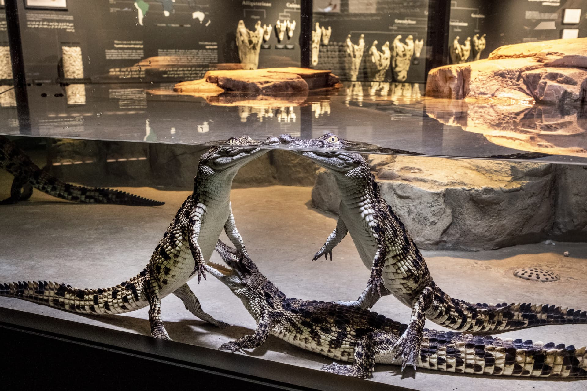 Dubai Crocodile Park - تصویر 4
