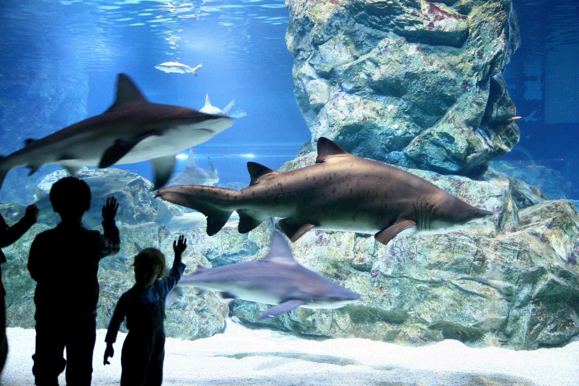 SEA LIFE COEX, Seoul Aquarium Ticket - تصویر 5