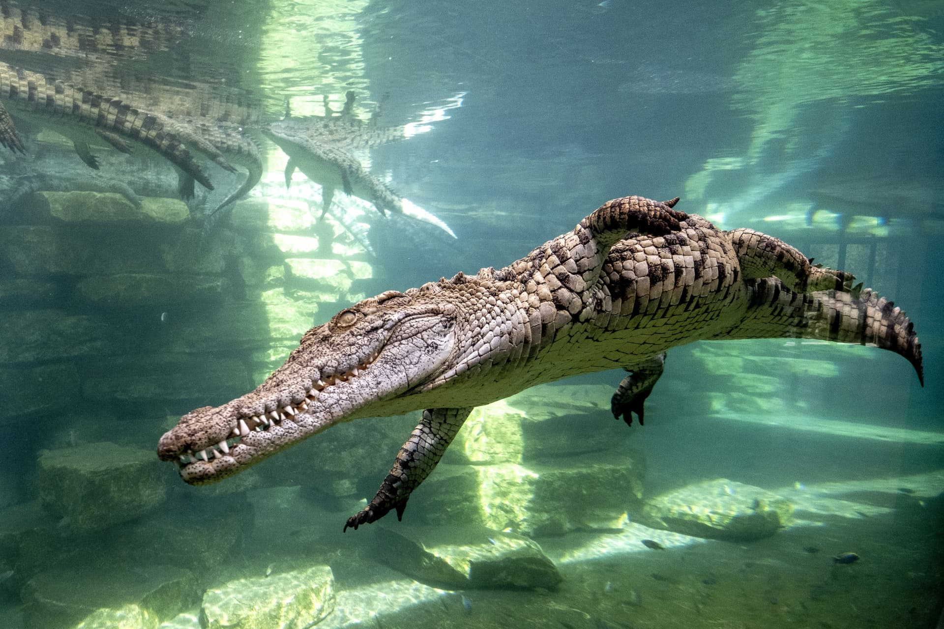 COMBO: Dubai Dolphinarium + Dubai Crocodile Park Tickets - تصویر 5