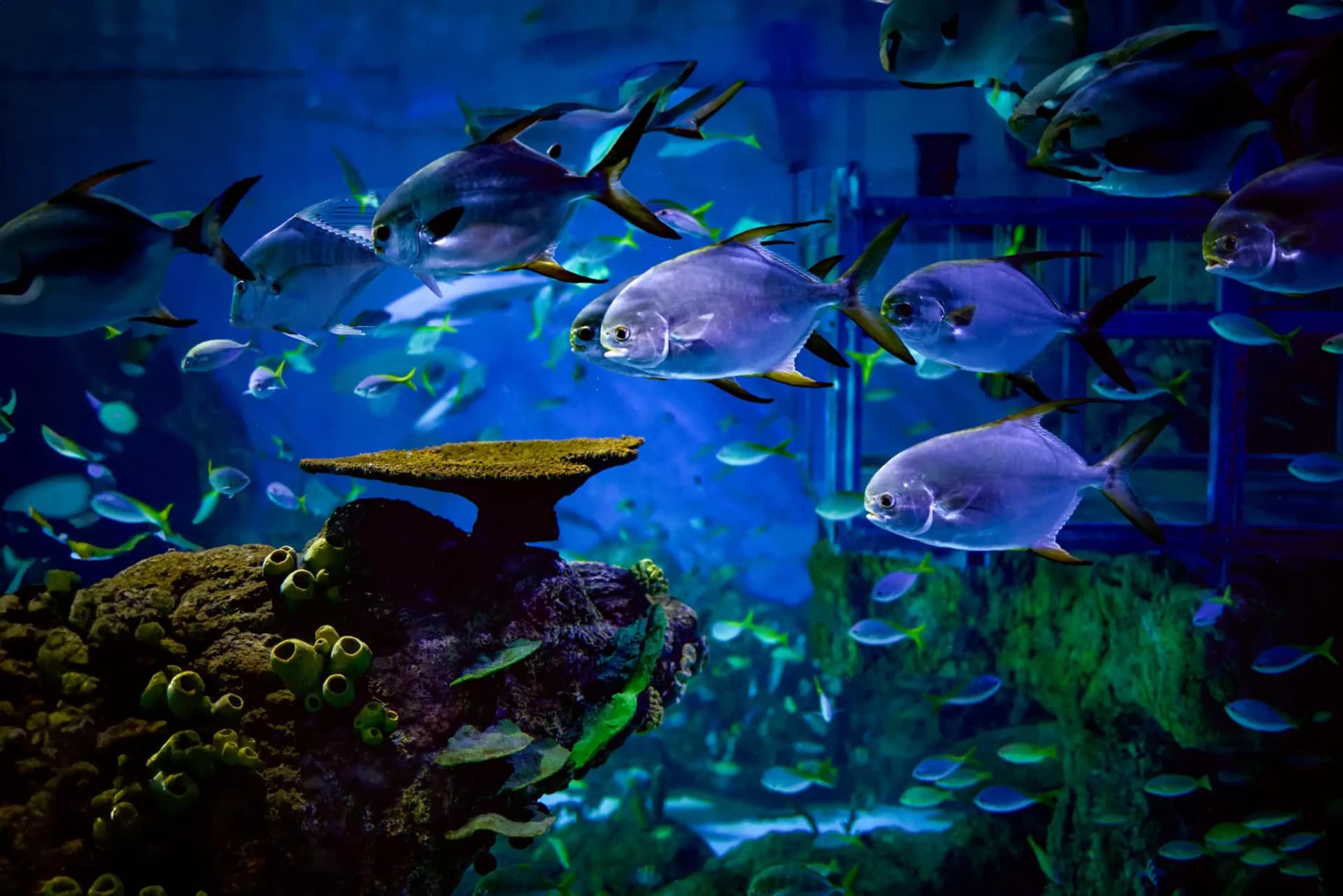 Marine Safari Bali Ticket - تصویر اصلی
