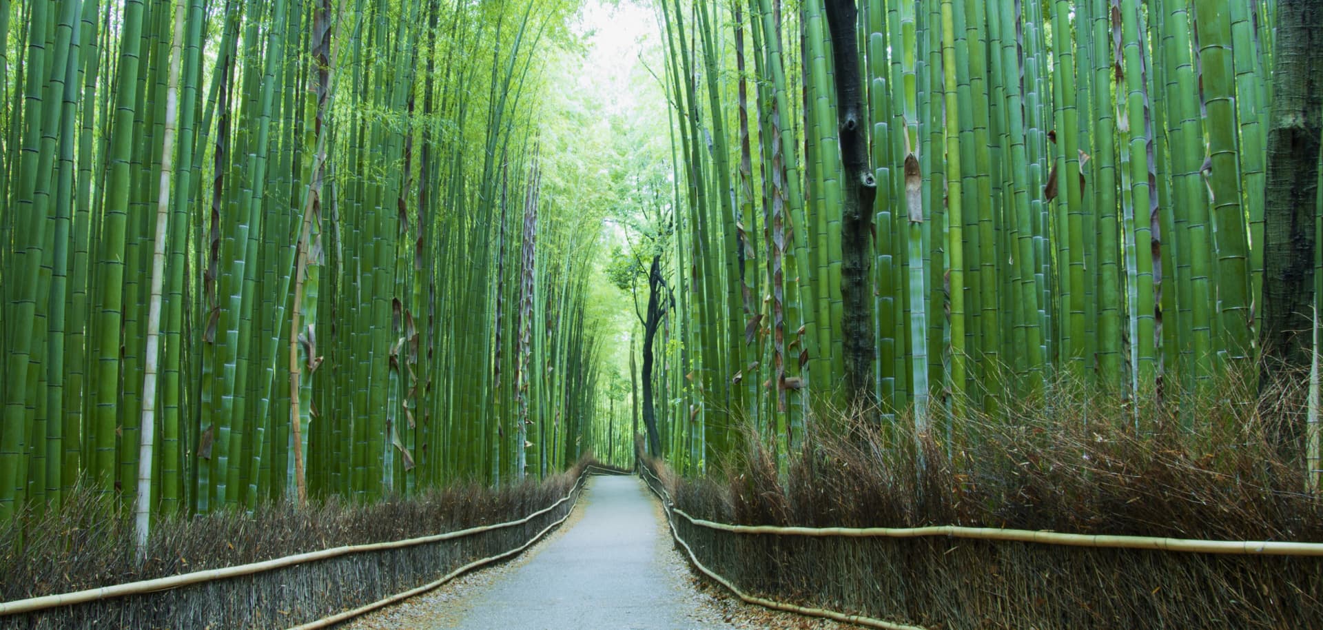 Kansai Railway Pass - تصویر 8