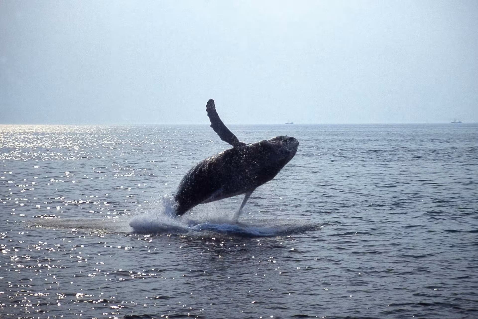 Boston Harbor Whale Watch Cruise - تصویر 5