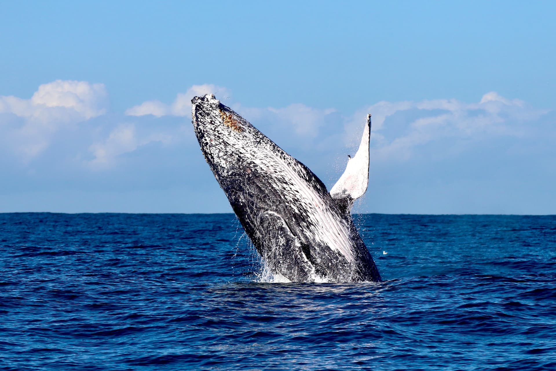 Newcastle Whale Watching Cruise aboard CoastXP - تصویر اصلی