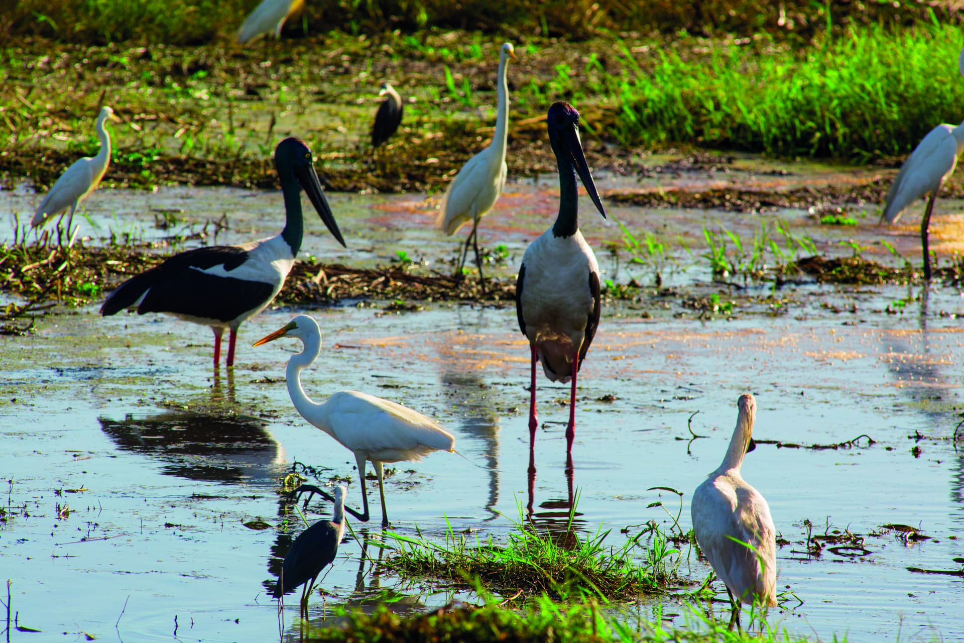 Litchfield National Park and Waterfalls Tour from Darwin - تصویر 4