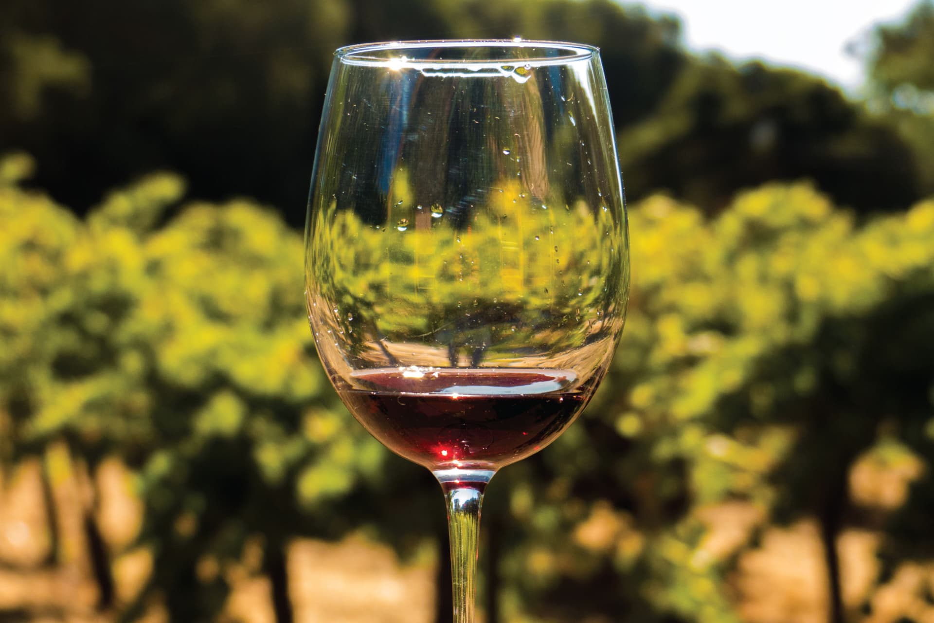 San Francisco Full-Day Wine Country Tour - تصویر 6