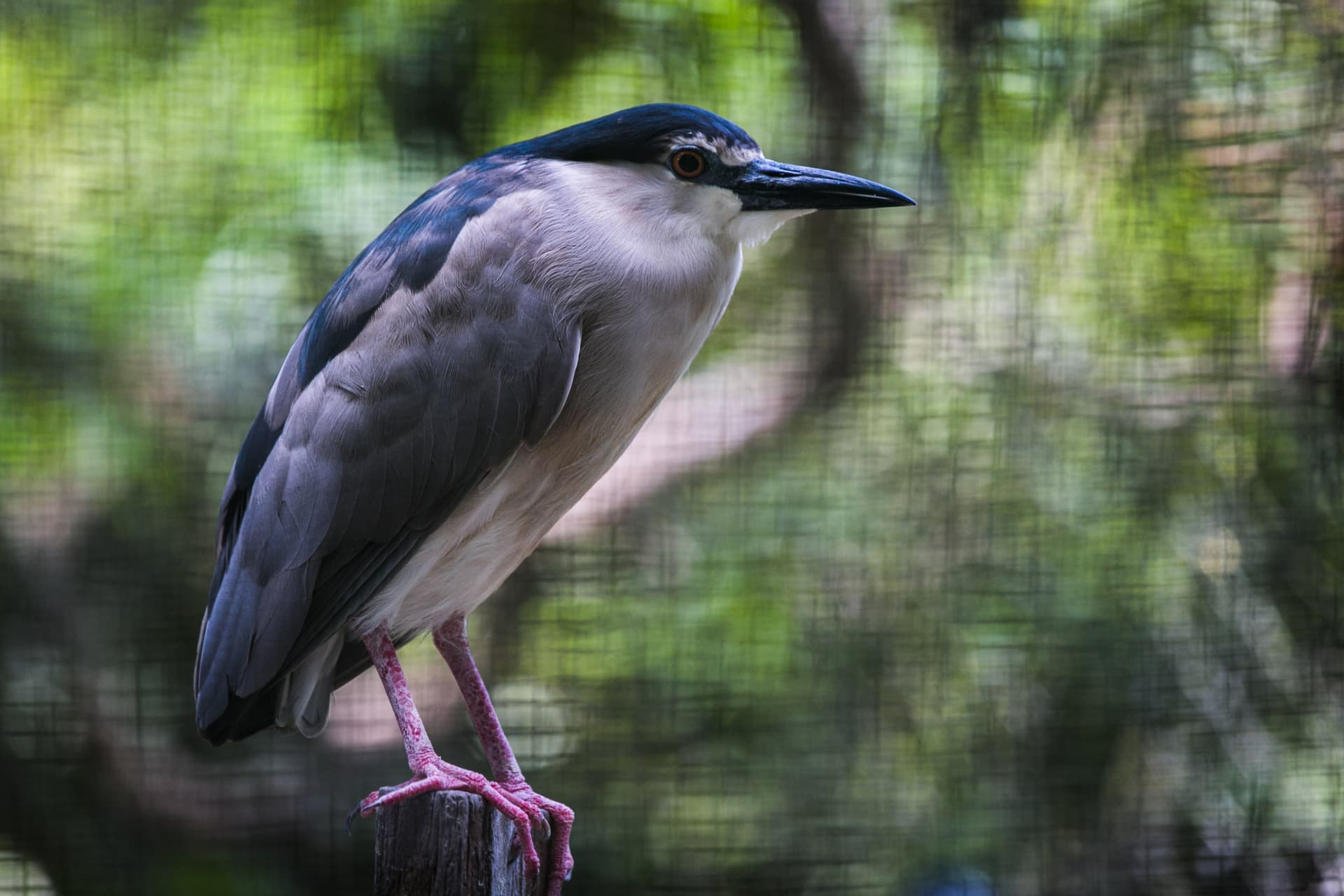 Zoo Negara Malaysia & Panda Conservation Centre Ticket - تصویر 11