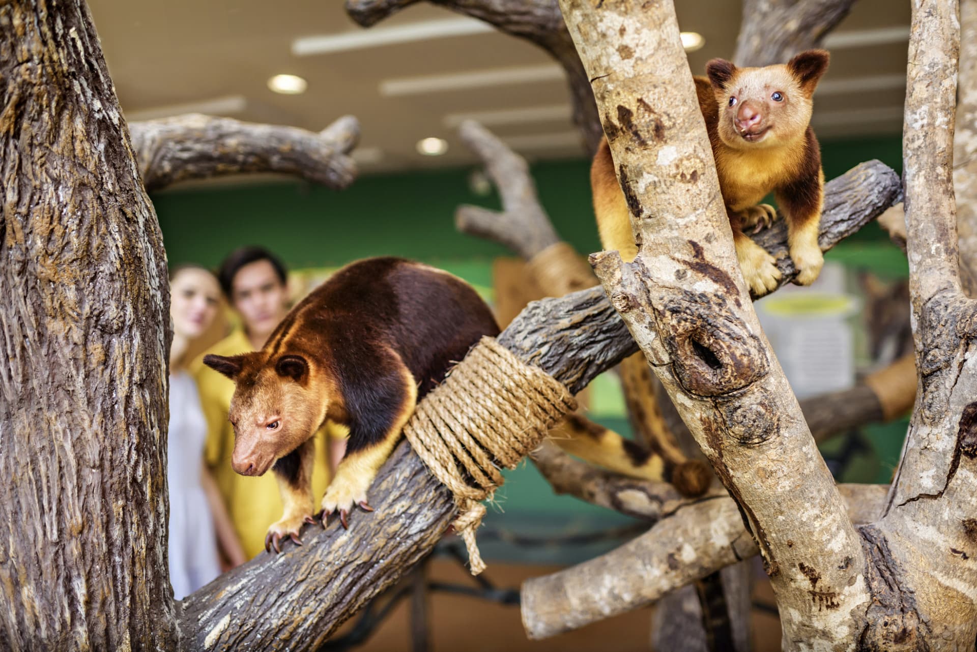 Singapore Zoo Ticket - تصویر 15