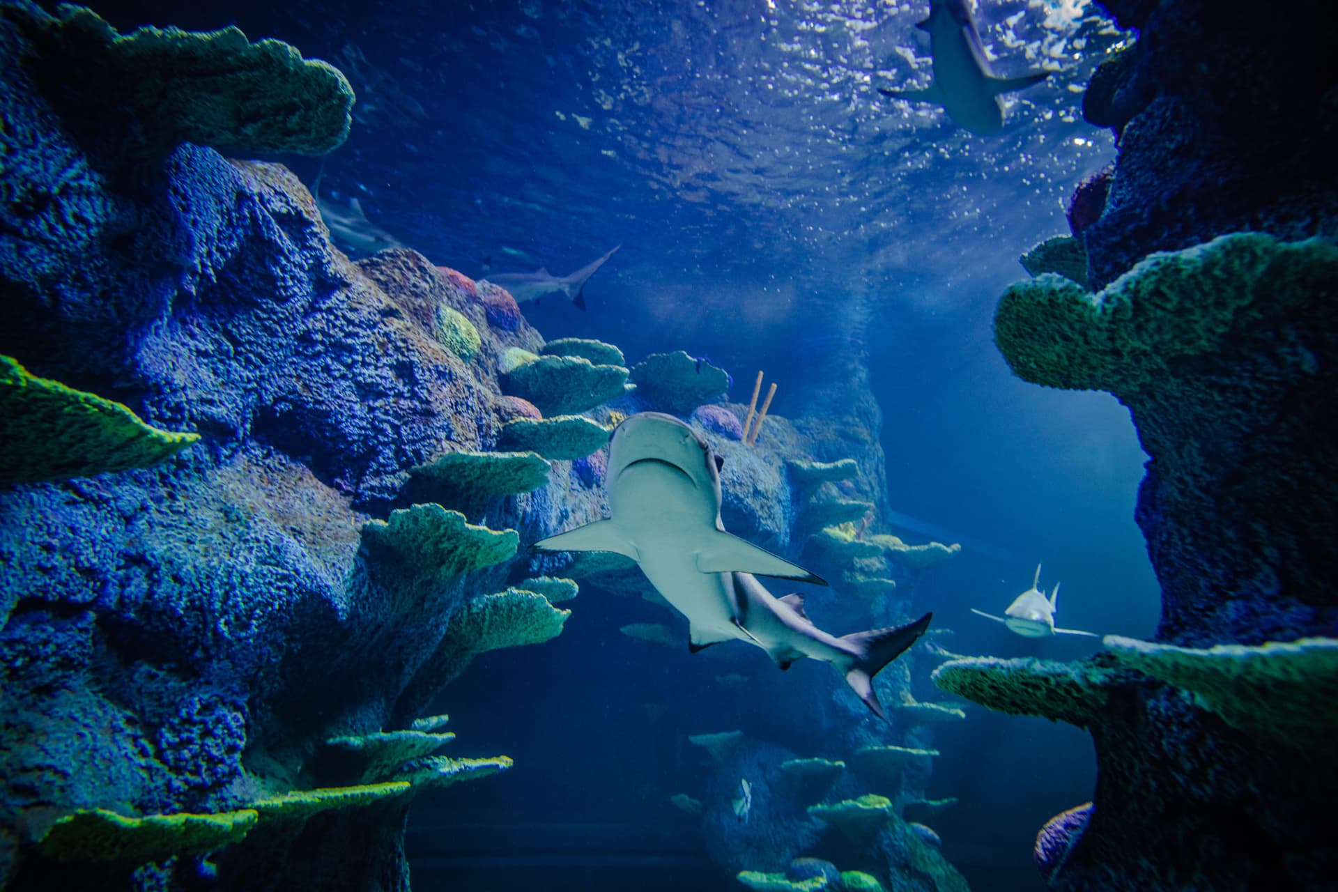 SEA LIFE Sydney Aquarium Direct Entry Ticket - تصویر 8