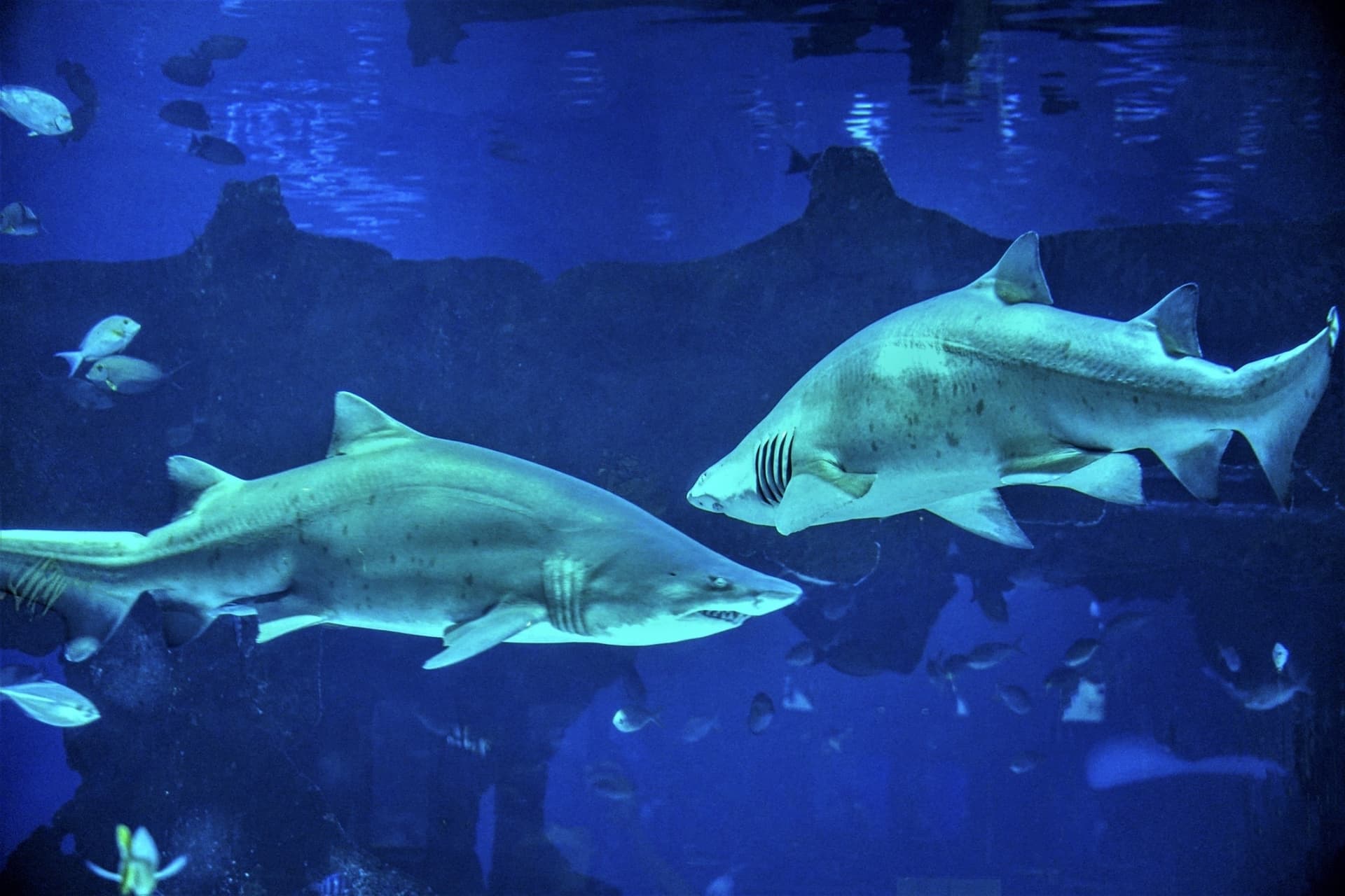 Aquaria Phuket - تصویر 17