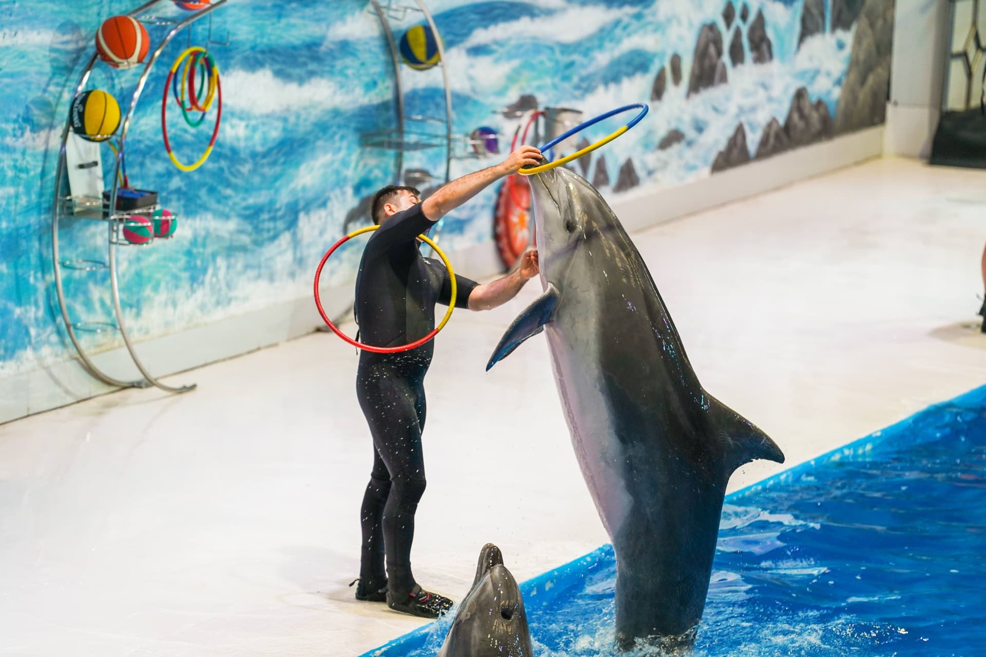 Dubai Dolphinarium Ticket - تصویر 4