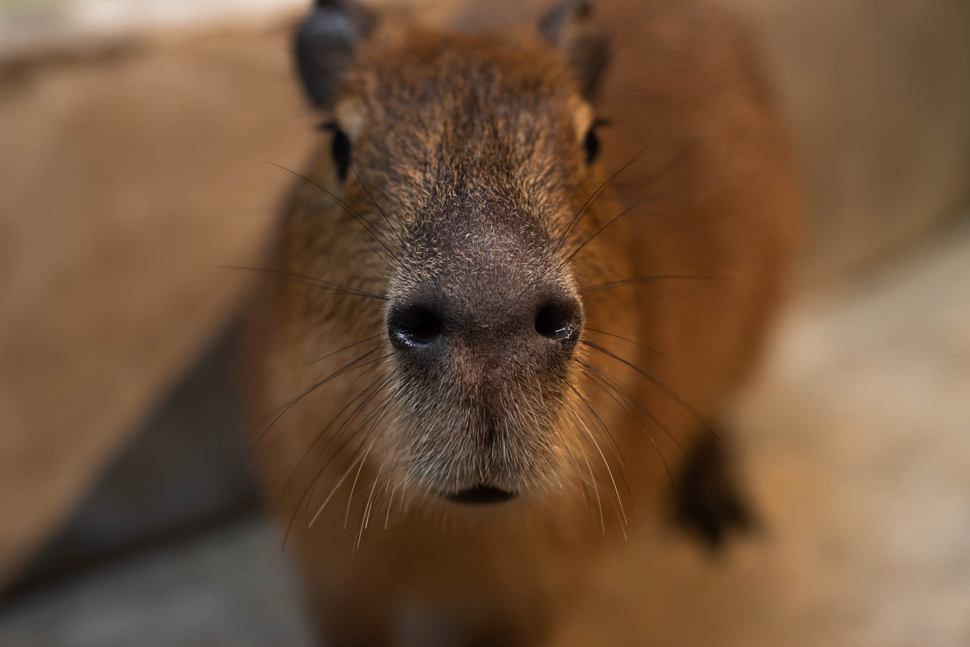 Just Farm Indoor Zoo Kuala Lumpur  (Previously Known As Just Pets Megastore) - تصویر 8