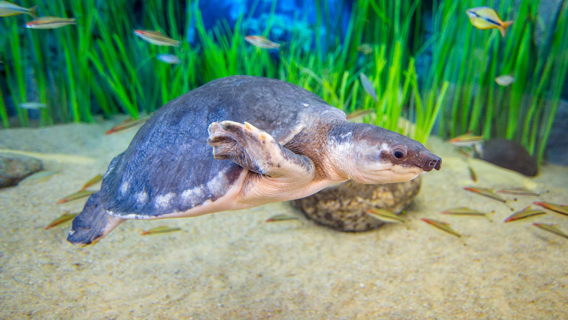 Poema del Mar - Aquarium Gran Canaria: Skip The Line Ticket - تصویر 6