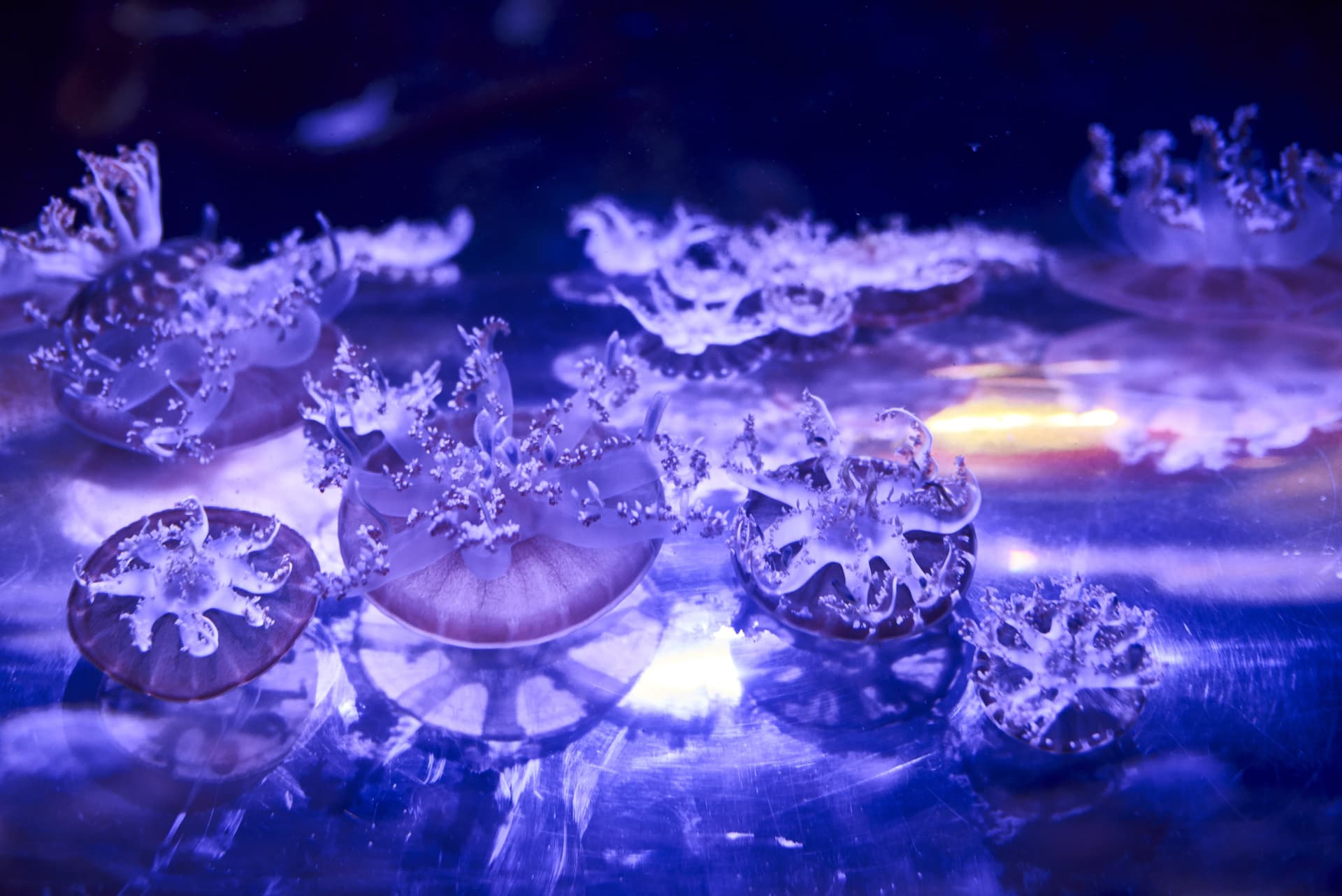 SEA LIFE Melbourne Aquarium Direct Entry Ticket - تصویر 14