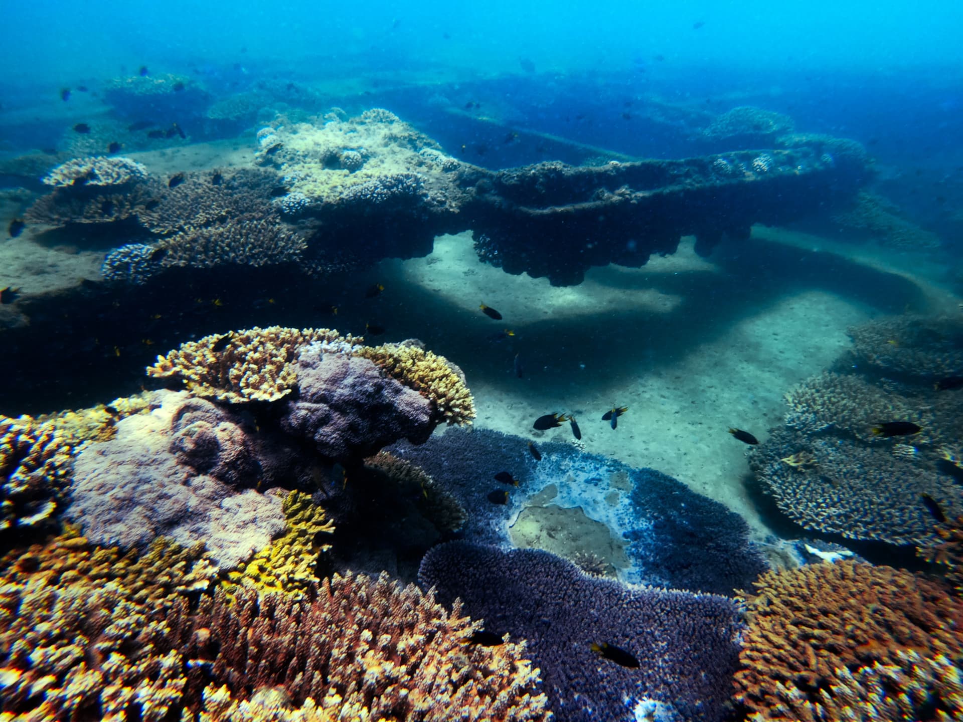 Tangalooma Wrecks & Dolphin Cruise Optional Round transfer from Brisbane City and Gold Coast - تصویر 5