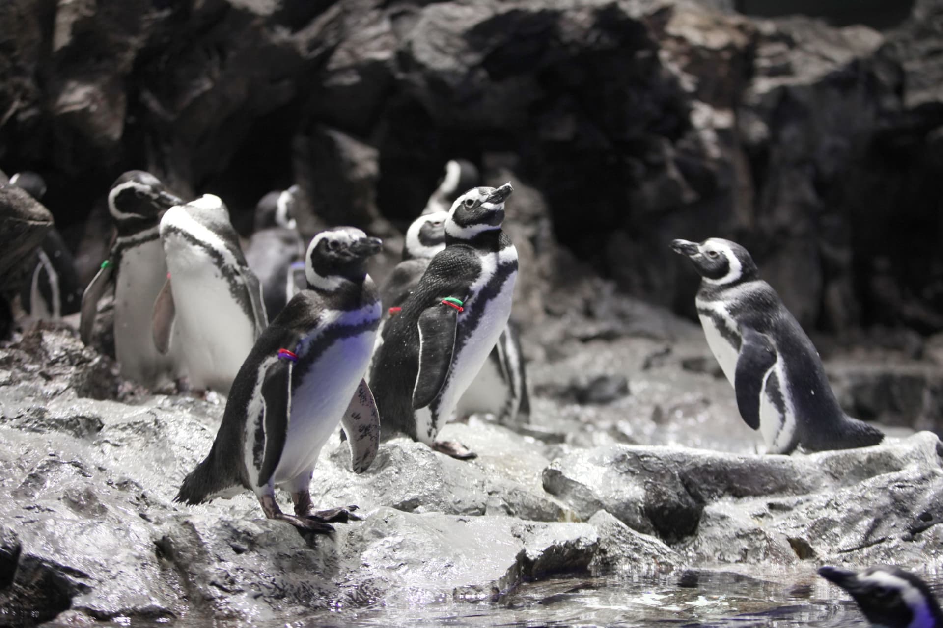 Sumida Aquarium Ticket - تصویر 7