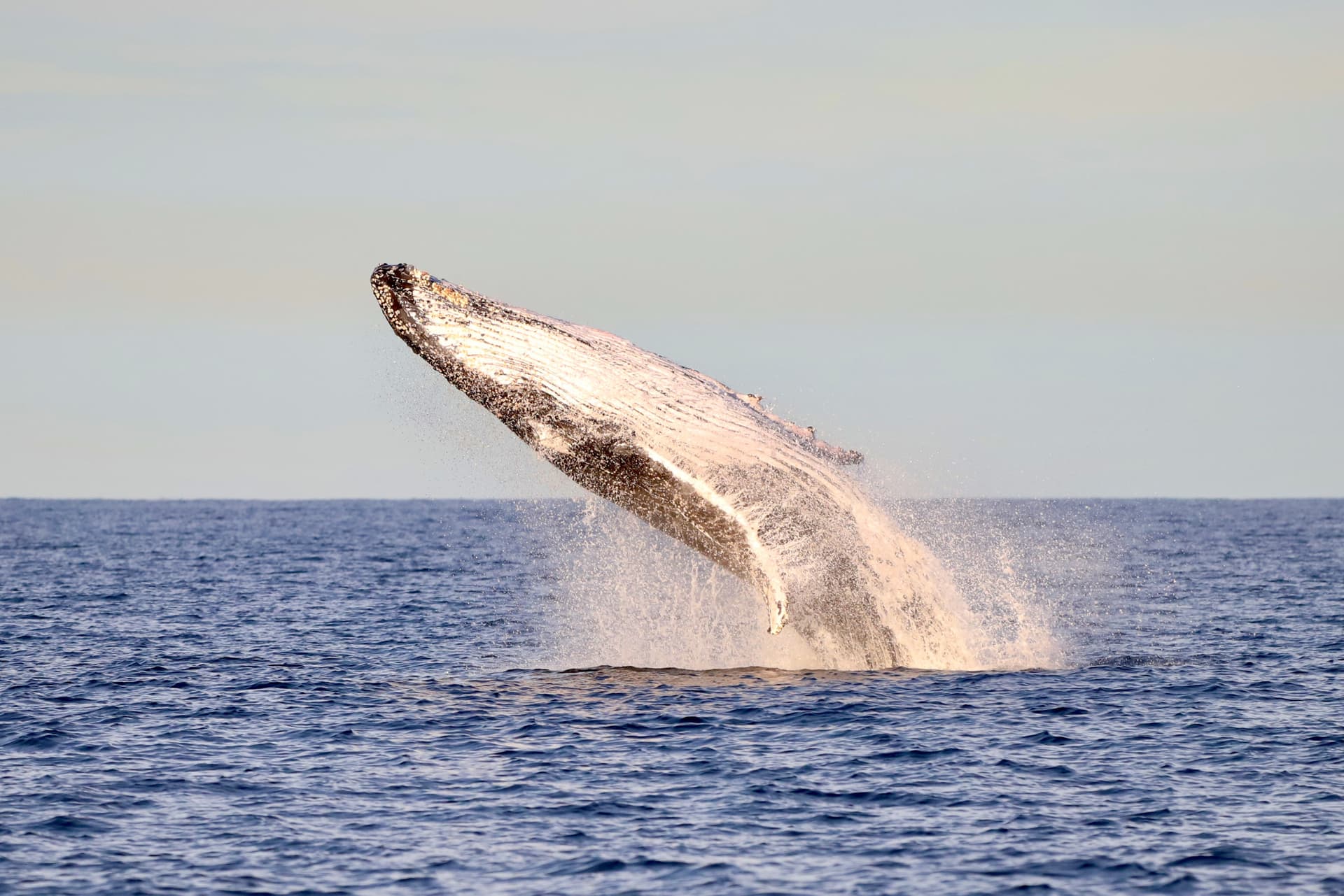 Newcastle Whale Watching Cruise aboard CoastXP - تصویر 7