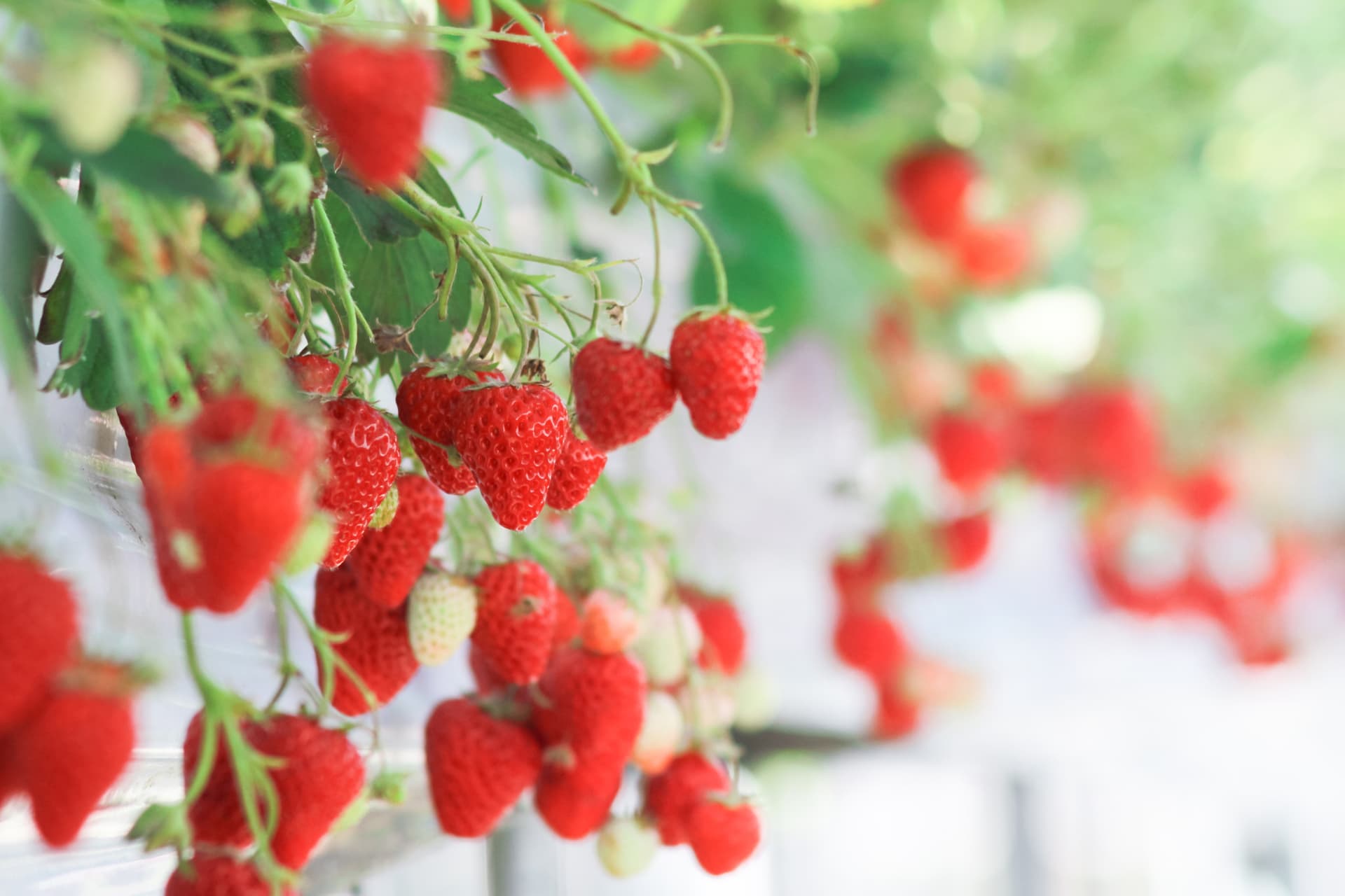 Strawberry Picking, Vivaldi Park, and Eobi Ice Valley Full-Day Tour from Seoul - تصویر 6