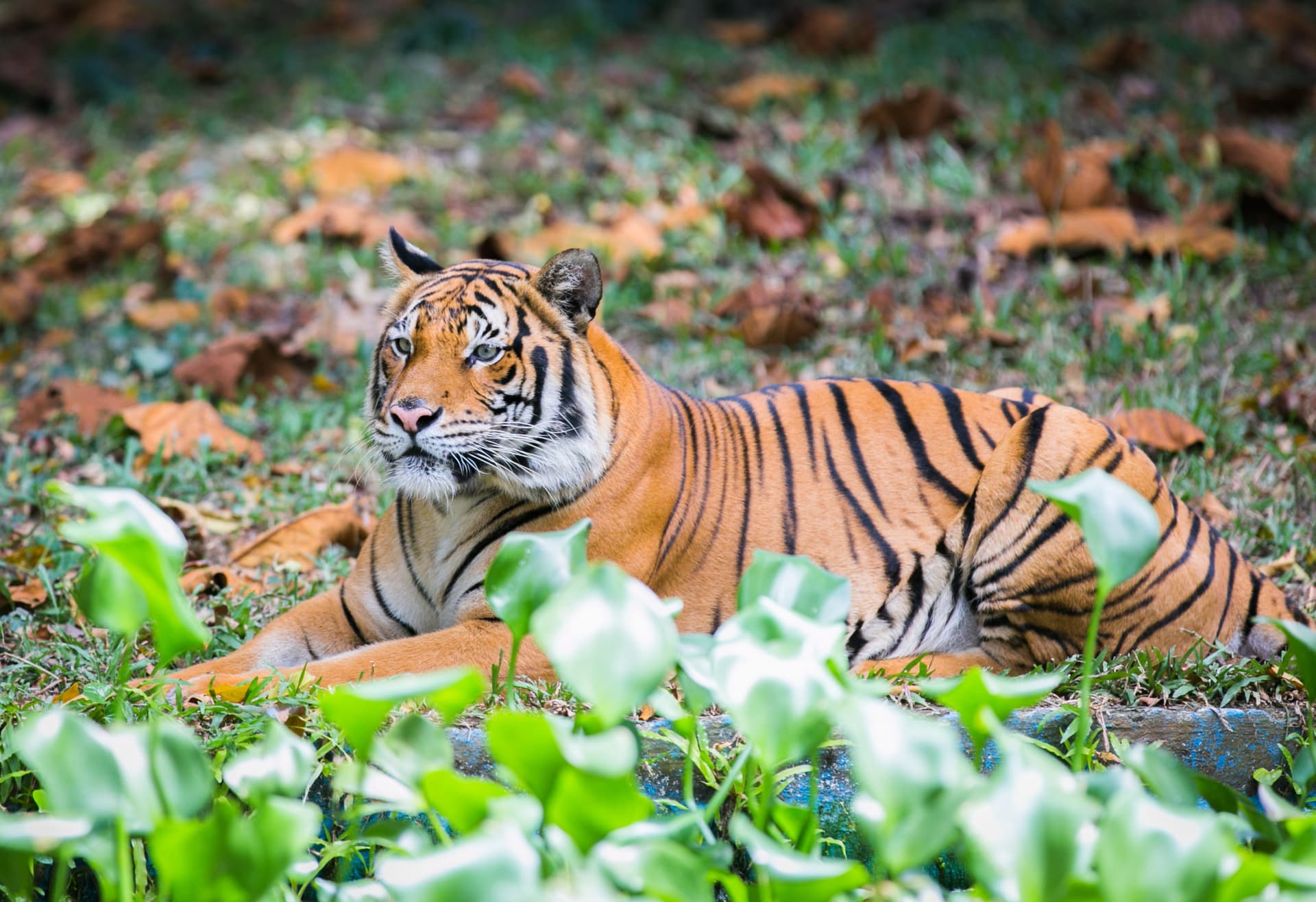 Zoo Negara Malaysia & Panda Conservation Centre Ticket - تصویر 5