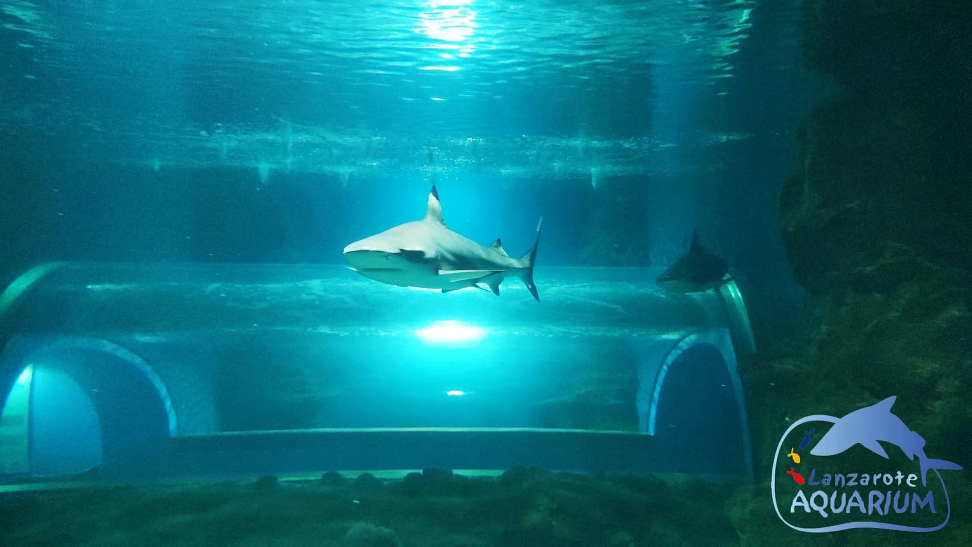 Lanzarote Aquarium Ticket - تصویر 9