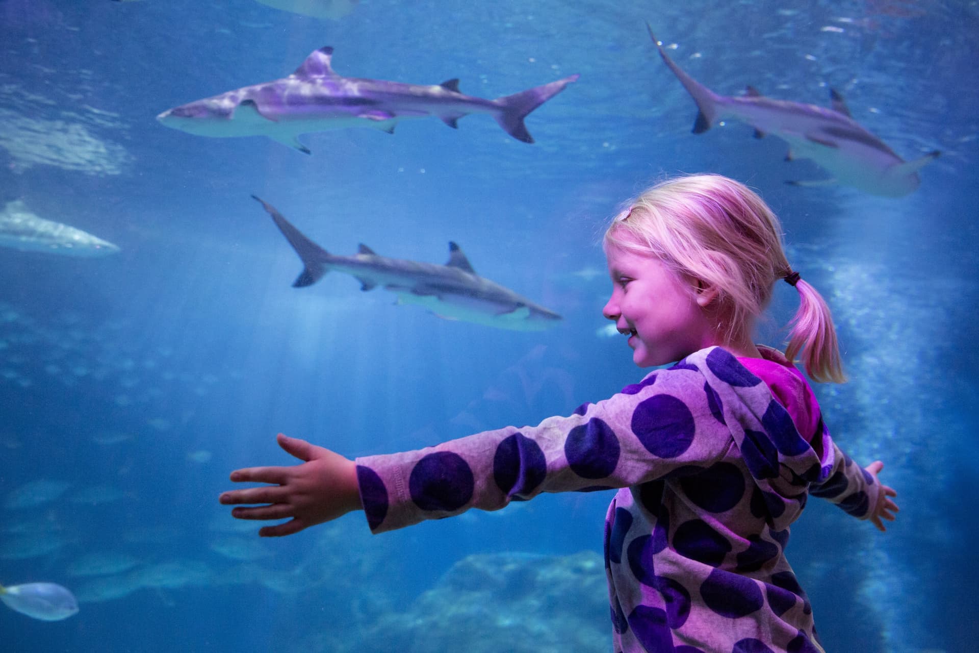 SEA LIFE Oberhausen Aquarium Ticket - تصویر 2