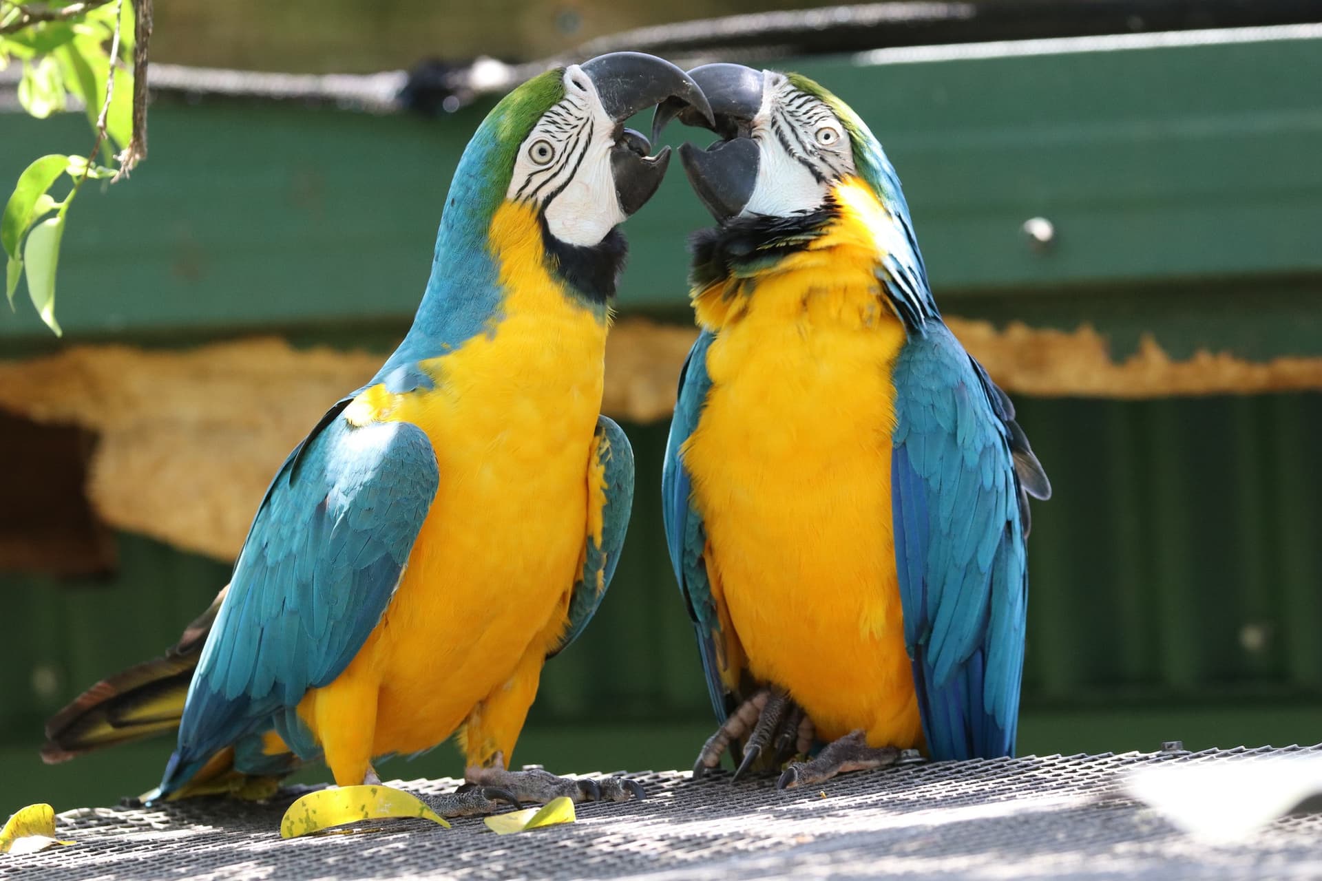 Birdworld Kuranda - تصویر اصلی