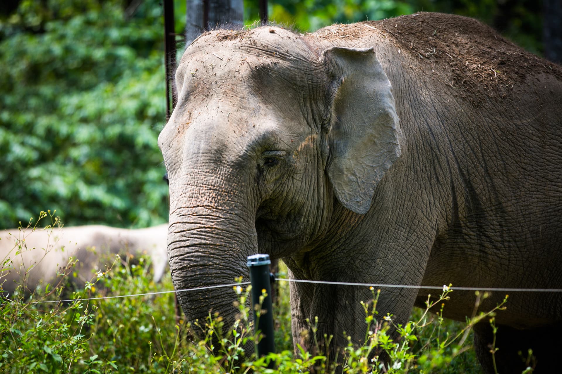 Zoo Negara Malaysia & Panda Conservation Centre Ticket - تصویر 7