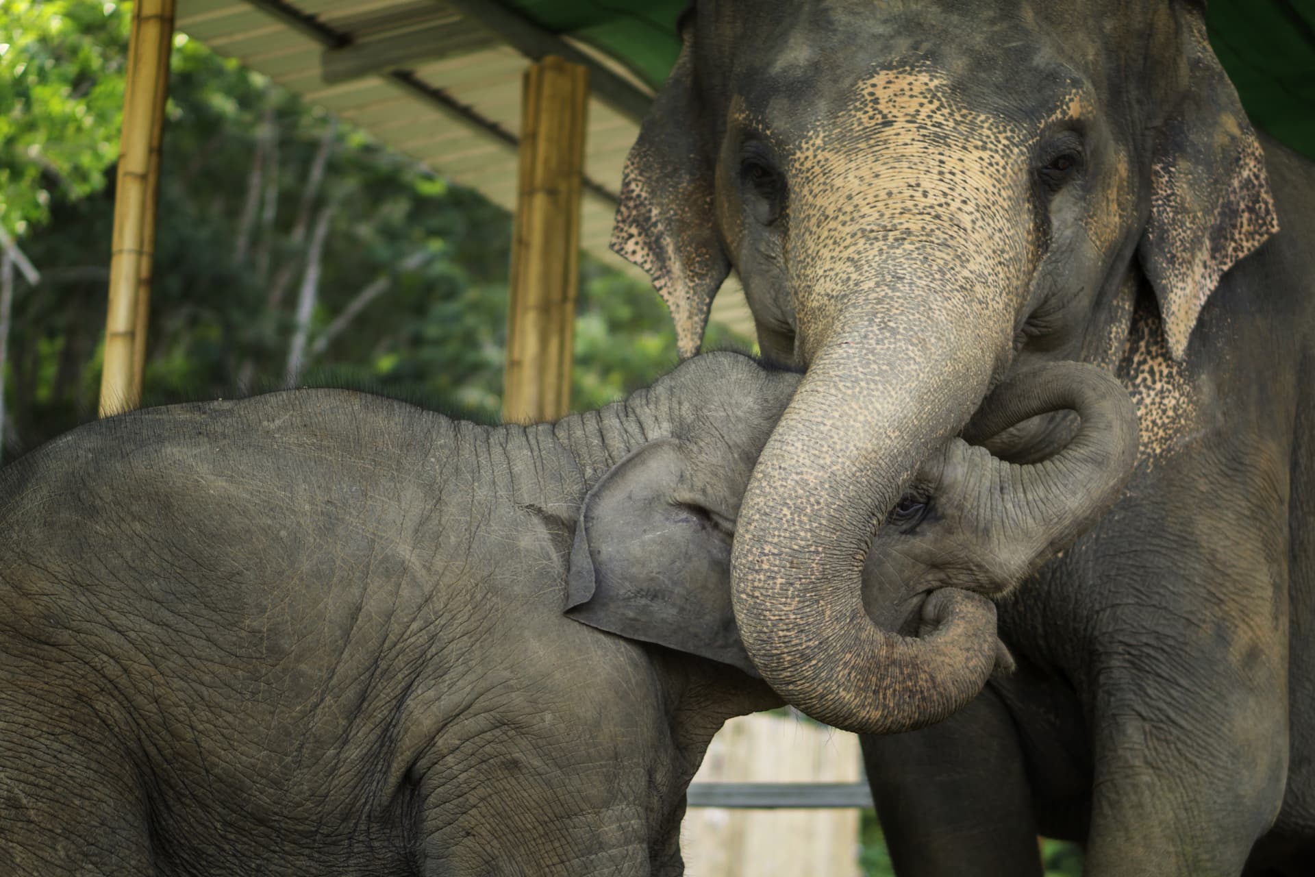 Elephant Jungle Sanctuary Pattaya - تصویر اصلی