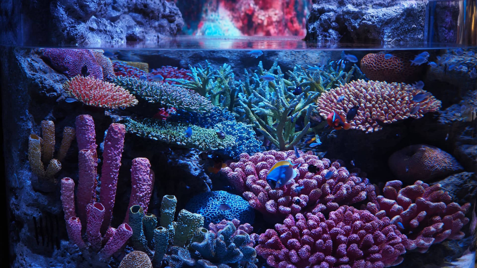 SEA LIFE Bangkok Ocean World Ticket - تصویر 9