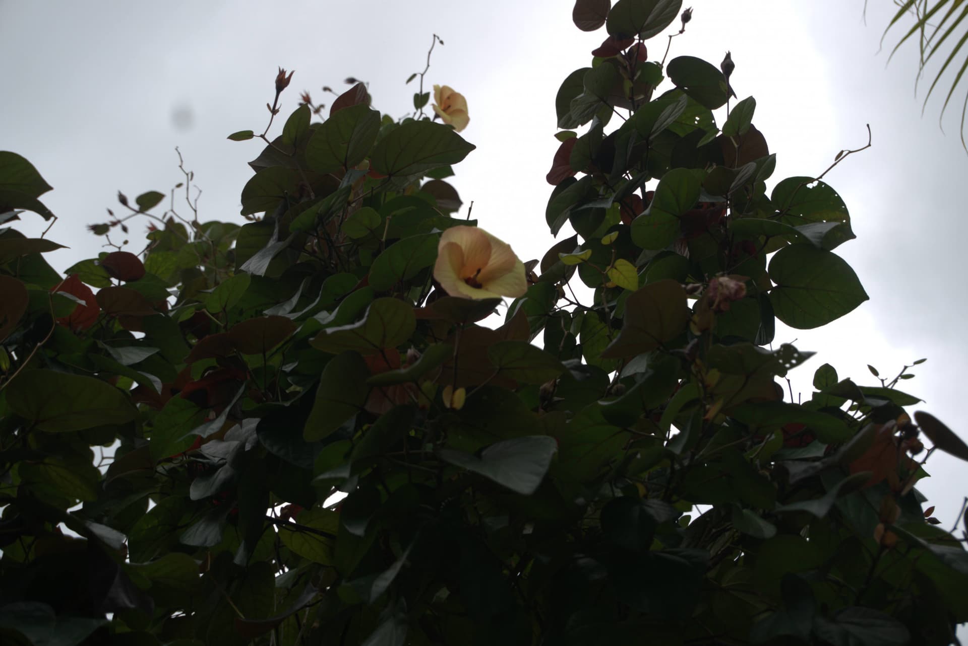 Desaru Riverside Garden Guided Walk - تصویر 7