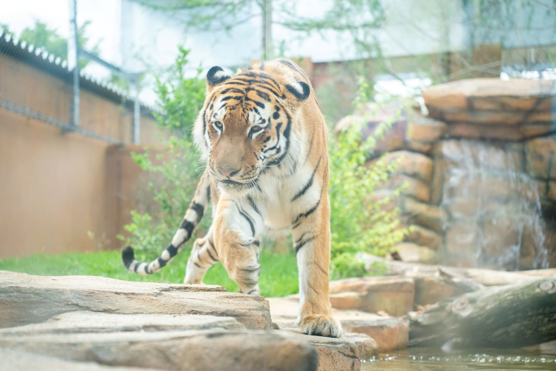 Nasu Animal Kingdom Ticket - تصویر 7