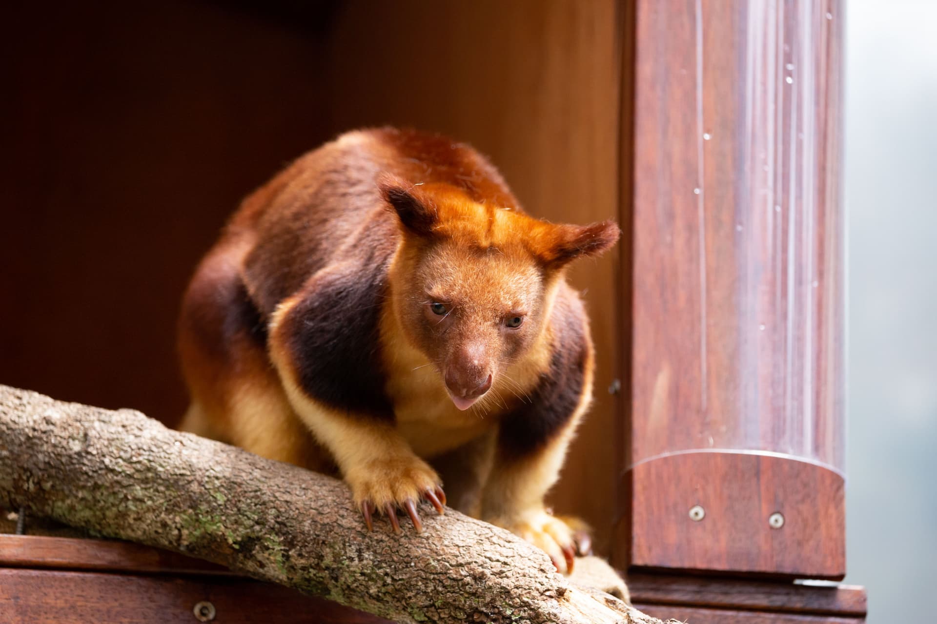 WILD LIFE Sydney Zoo Direct Entry Ticket - تصویر 10